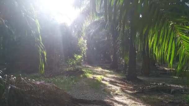 Tôt Matin Fond Éblouissement Soleil Avec Feuillage Premier Plan — Video