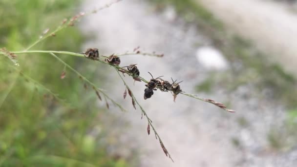 汗流浃背的蜜蜂栖息在悬挂的杂草茎上 — 图库视频影像