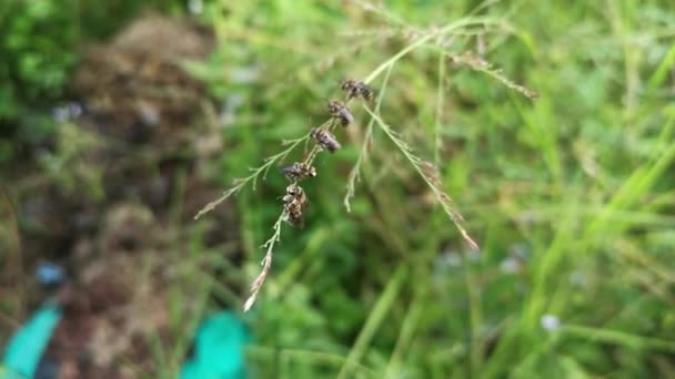 汗流浃背的蜜蜂栖息在悬挂的杂草茎上 — 图库视频影像