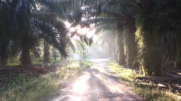 前景の葉を持つ早朝のサングレアの背景 — ストック動画
