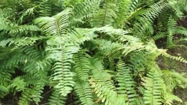 Tarlada tropikal dev kılıç eğreltiotu çalıları.