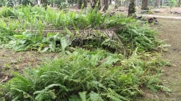 Cespugli Selvatici Felce Spada Gigante Tropicale Nel Campo — Video Stock