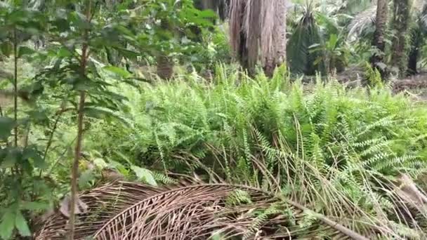 Cespugli Selvatici Felce Spada Gigante Tropicale Nel Campo — Video Stock