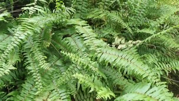 Arbustos Selvagens Espadarte Gigante Tropical Campo — Vídeo de Stock