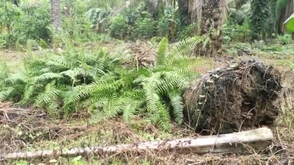 Cespugli Selvatici Felce Spada Gigante Tropicale Nel Campo — Video Stock