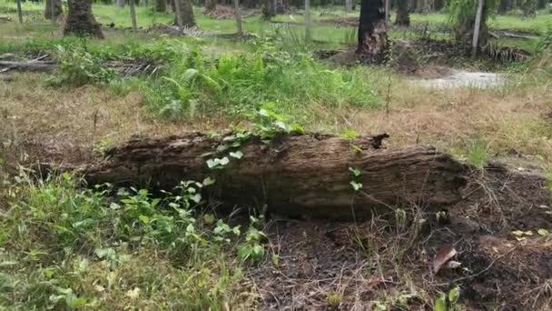 Arbustos Selvagens Espadarte Gigante Tropical Campo — Vídeo de Stock