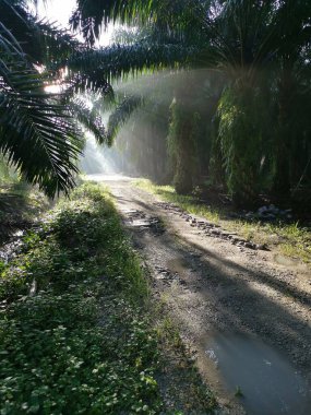 # Çiftlikteki yeşil yaprakların üzerinde parlak güneş parlıyor #.