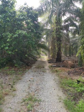 # Çiftlikteki yeşil yaprakların üzerinde parlak güneş parlıyor #.