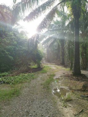 # Çiftlikteki yeşil yaprakların üzerinde parlak güneş parlıyor #.