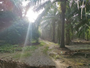 # Çiftlikteki yeşil yaprakların üzerinde parlak güneş parlıyor #.