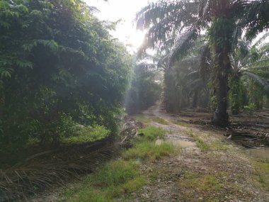 # Çiftlikteki yeşil yaprakların üzerinde parlak güneş parlıyor #.