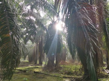 # Çiftlikteki yeşil yaprakların üzerinde parlak güneş parlıyor #.