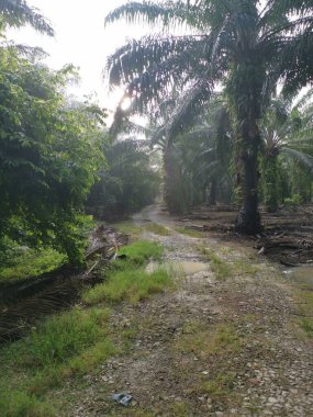 # Çiftlikteki yeşil yaprakların üzerinde parlak güneş parlıyor #.