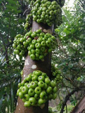 Bagajdan filizlenen fistulosa meyvesi kümesi.