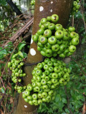 Bagajdan filizlenen fistulosa meyvesi kümesi.
