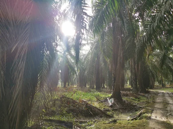 Éclat Lumineux Soleil Sur Feuillage Vert Plantation — Photo