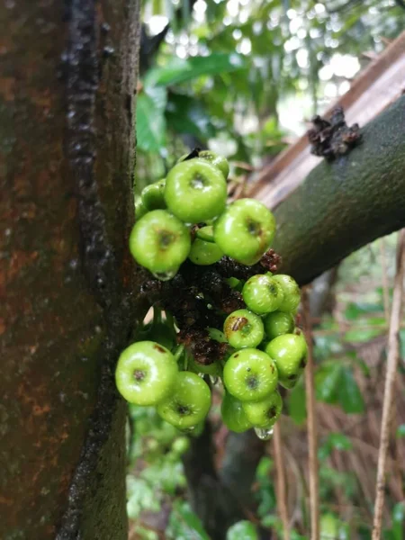 Bagajdan Filizlenen Fistulosa Meyvesi Kümesi — Stok fotoğraf