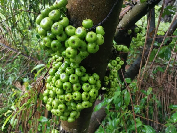 从树干上吐出的一丛生野生花椰菜果 — 图库照片