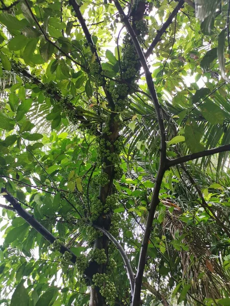 Cluster Van Wilde Ficus Fistulosa Vruchten Uit Stam — Stockfoto