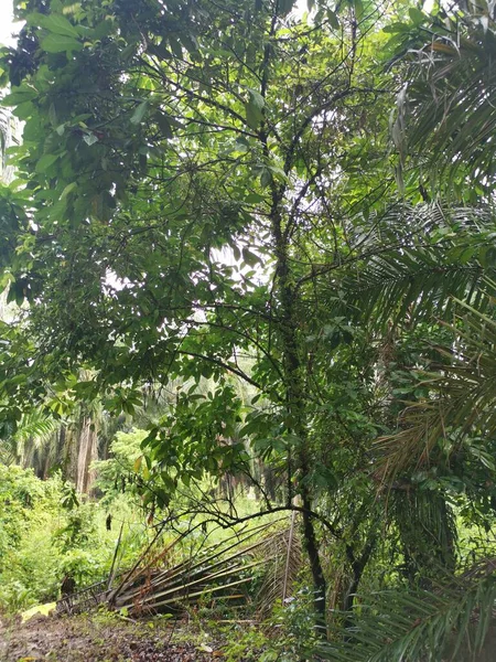 从树干上吐出的一丛生野生花椰菜果 — 图库照片