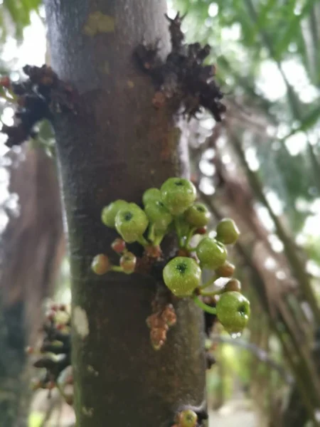 Grappolo Ficus Fistulosa Selvatica Che Germoglia Dal Tronco — Foto Stock