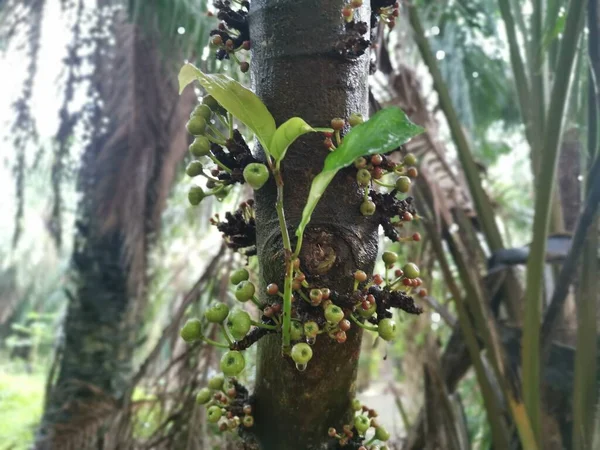 Törzsből Származó Vad Ficus Fistulosa Gyümölcsök Fürtje — Stock Fotó