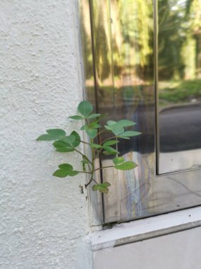 Çatlak beton duvardan filizlenen bilinmeyen ot bitkisi