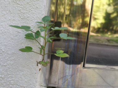 Çatlak beton duvardan filizlenen bilinmeyen ot bitkisi