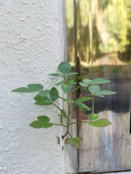 コンクリートの壁から発芽した未知の苗の雑草植物 — ストック写真