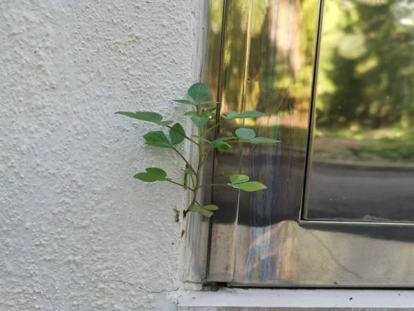 Unknown Seedling Weed Plant Sprouting Out Crack Concrete Wall — Stock Photo, Image