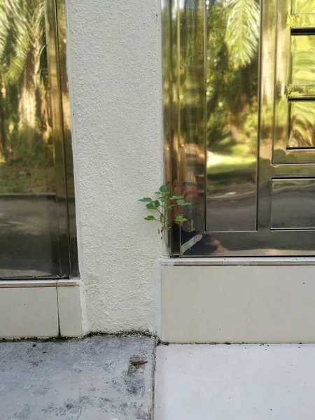 コンクリートの壁から発芽した未知の苗の雑草植物 — ストック写真