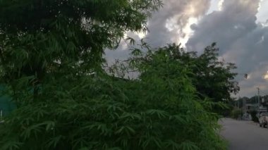 Yol kenarına döşenmiş güzel bambu bitkileri.