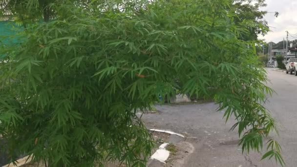 Mooie Bamboe Planten Gedecoreerd Langs Residentiële Berm — Stockvideo