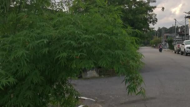 Krásné Bambusové Rostliny Zdobené Podél Obytné Silnice — Stock video
