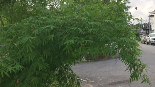 Krásné Bambusové Rostliny Zdobené Podél Obytné Silnice — Stock video