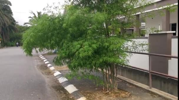 Hermosas Plantas Bambú Decoradas Largo Carretera Residencial — Vídeos de Stock