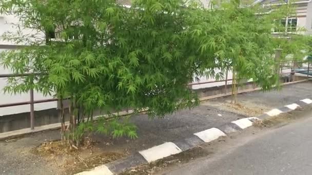 美丽的竹子植物装饰在住宅区的路边 — 图库视频影像