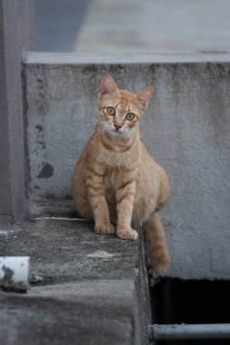 Sarı hamile sokak kedisi