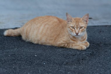 Sarı hamile sokak kedisi