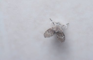 Küçük Clogmia albipunctata sineğinin yakın çekimi.