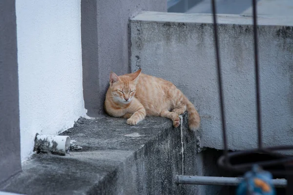 通りのそばに黄色い妊娠中の野良猫 — ストック写真