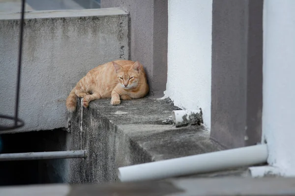 Chat Errant Enceinte Jaune Près Rue — Photo