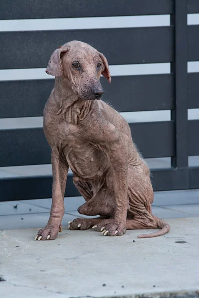 Alter Und Kranker Streunender Hund Der Straße — Stockfoto