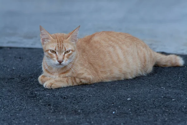 通りのそばに黄色い妊娠中の野良猫 — ストック写真