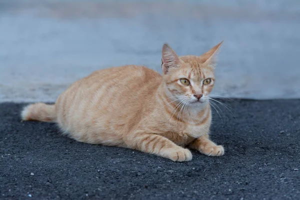 Gelbe Trächtige Streunerkatze Straßenrand — Stockfoto