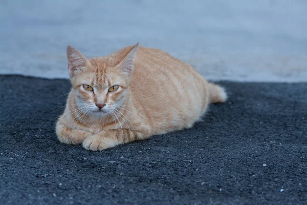 Gato Vadio Grávida Amarelo Pela Rua — Fotografia de Stock