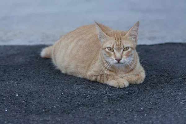 街上有一只怀孕的黄色流浪猫 — 图库照片