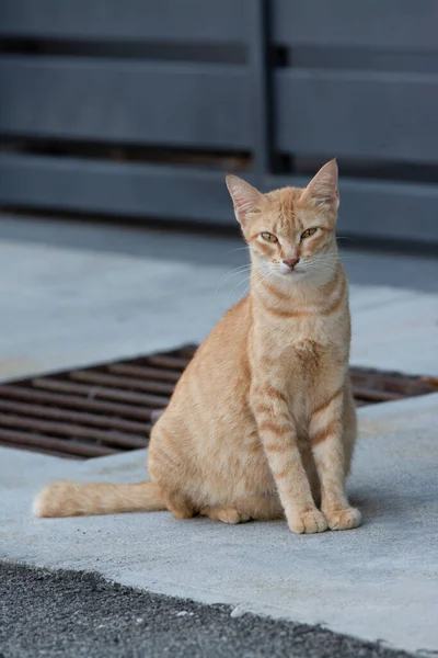 Chat Errant Enceinte Jaune Près Rue — Photo