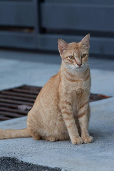 Κίτρινη Έγκυος Αδέσποτη Γάτα Στο Δρόμο — Φωτογραφία Αρχείου