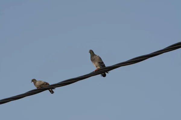 Taube Hockt Auf Dem Stromkabel Der Straße — Stockfoto
